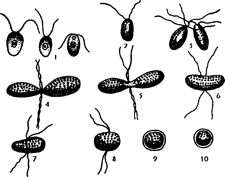 Размножение жгутиковых. Копуляция гамет жгутиковых. Копуляция жгутиковых. Размножение простейших копуляция. Копуляция Тип размножения.