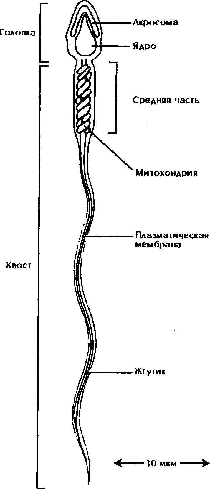 Схема строения спермия