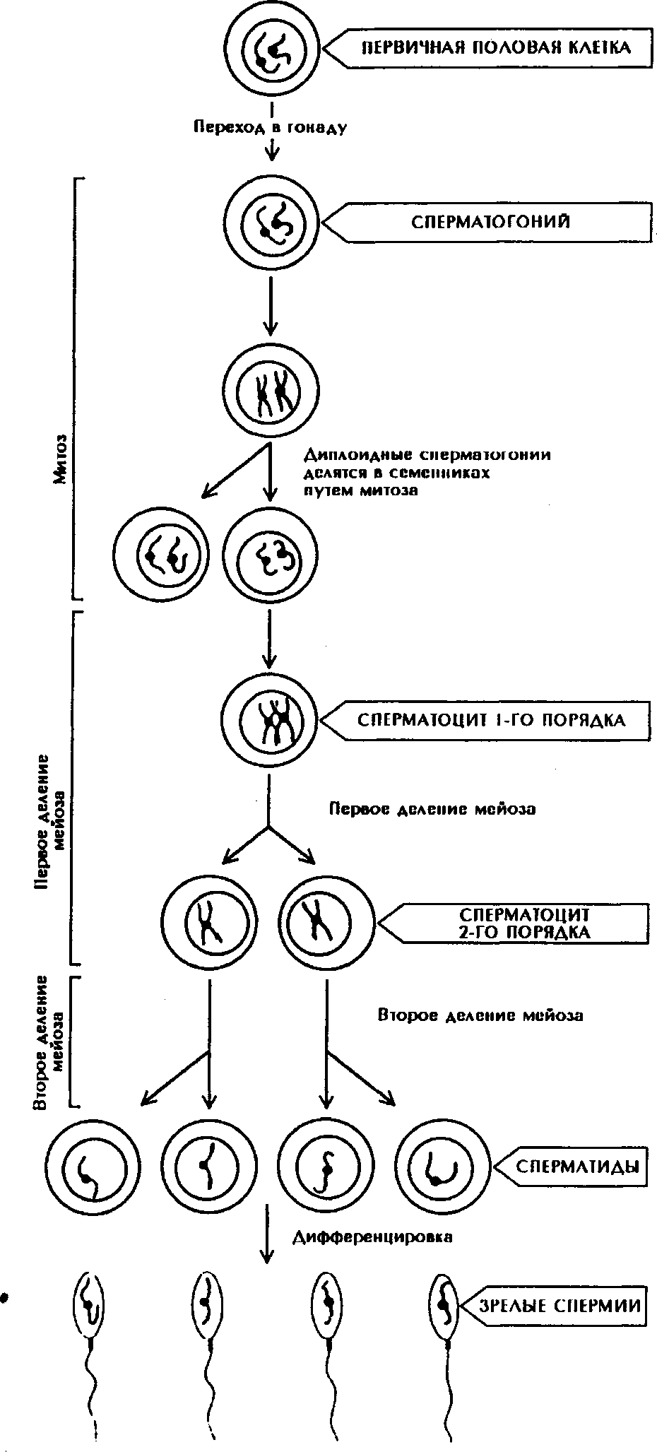 Этапы гаметогенеза. Гаметогенез схема. Источник развития половых клеток:.