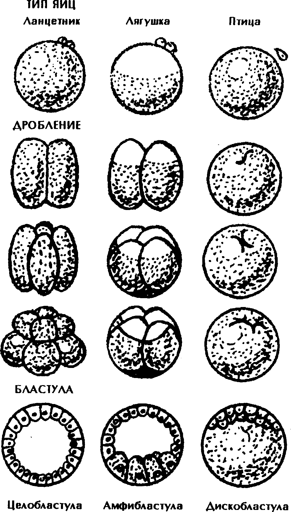 Типы дробления. Тип дробления у амфибий. Неполное поверхностное дробление характерно. Поверхностное дробление Тип дробления. Типы дробления биология.