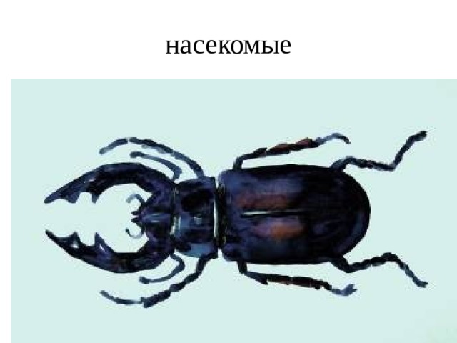насекомые 