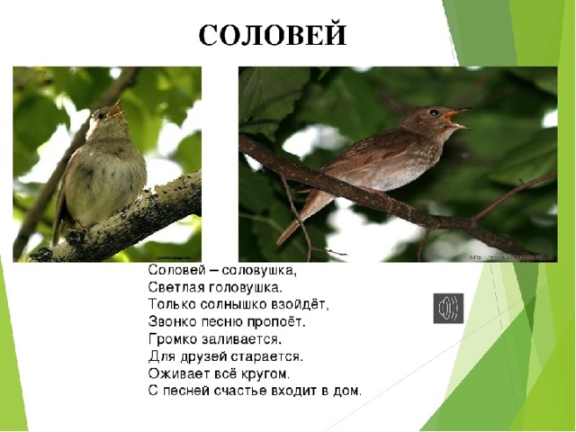 Анализ стиха песня соловья. Стишок про соловья. Соловьи стих. Детский стишок про соловья. Загадка про соловья.