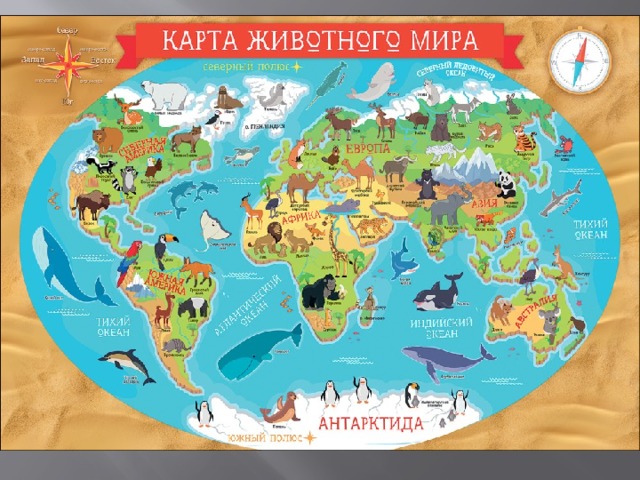 Диспансерная карта животного