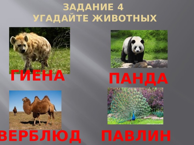 ЗАДАНИЕ 4  УГАДАЙТЕ ЖИВОТНЫХ ГИЕНА ПАНДА ПАВЛИН ВЕРБЛЮД 