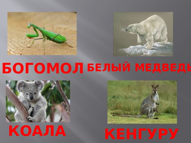 БОГОМОЛ БЕЛЫЙ МЕДВЕДЬ КОАЛА КЕНГУРУ 