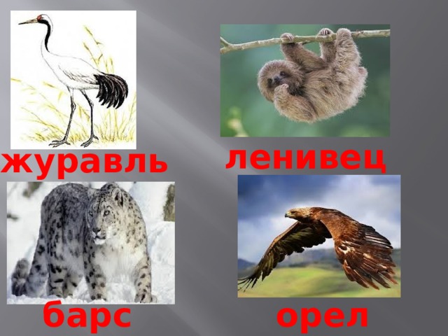 ленивец журавль барс орел 