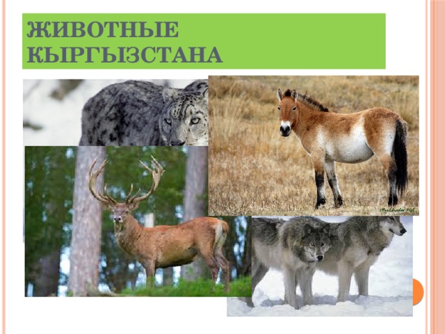 Животные Кыргызстана 