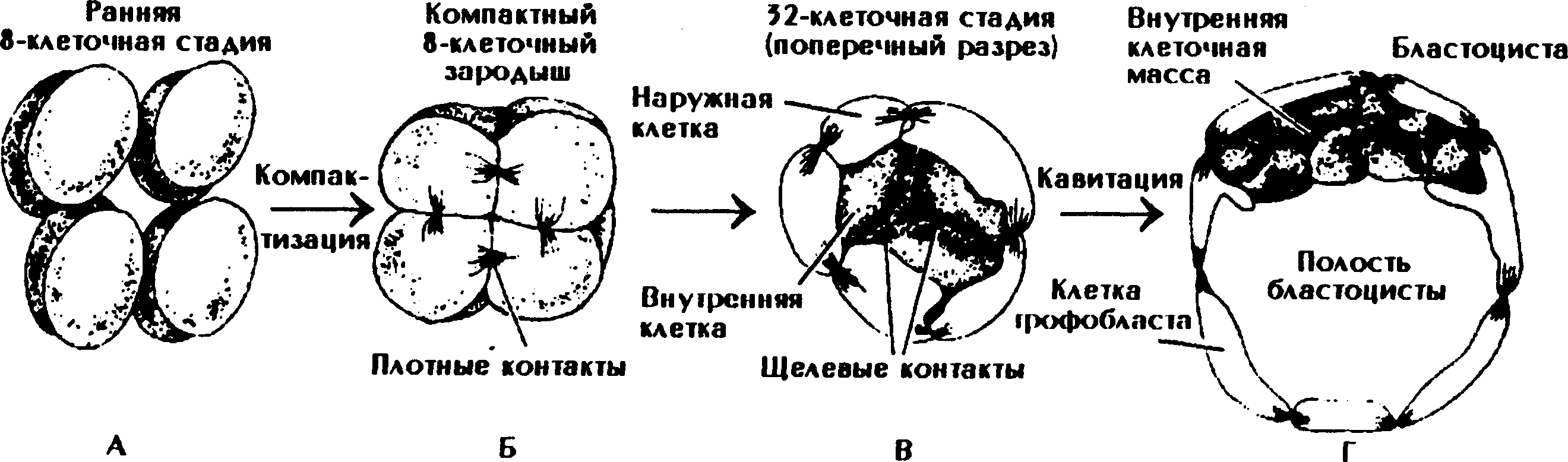 Рассмотрите рисунок укажите особенности развития зародыша млекопитающих. Стадии развития зародыша морула. Ранние этапы эмбрионального развития у рыб. Морулы цикл развития.