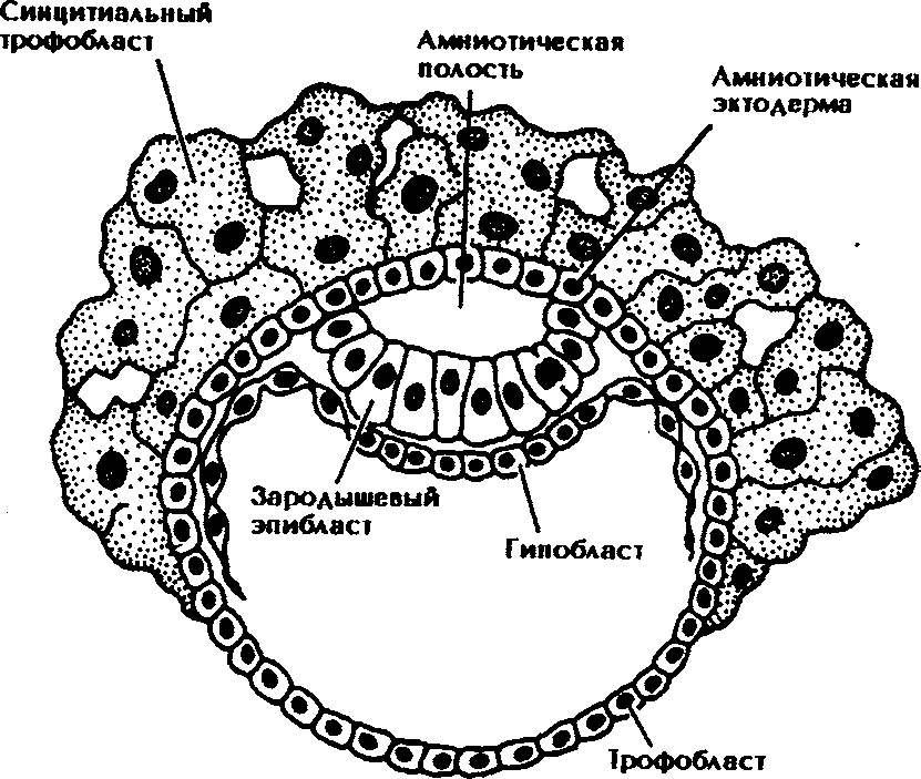 Эмбрион гистология. Трофобласт бластоциста. Бластоциста эмбриобласт трофобласт эпибласт гипобласт схема. Бластоциста строение.