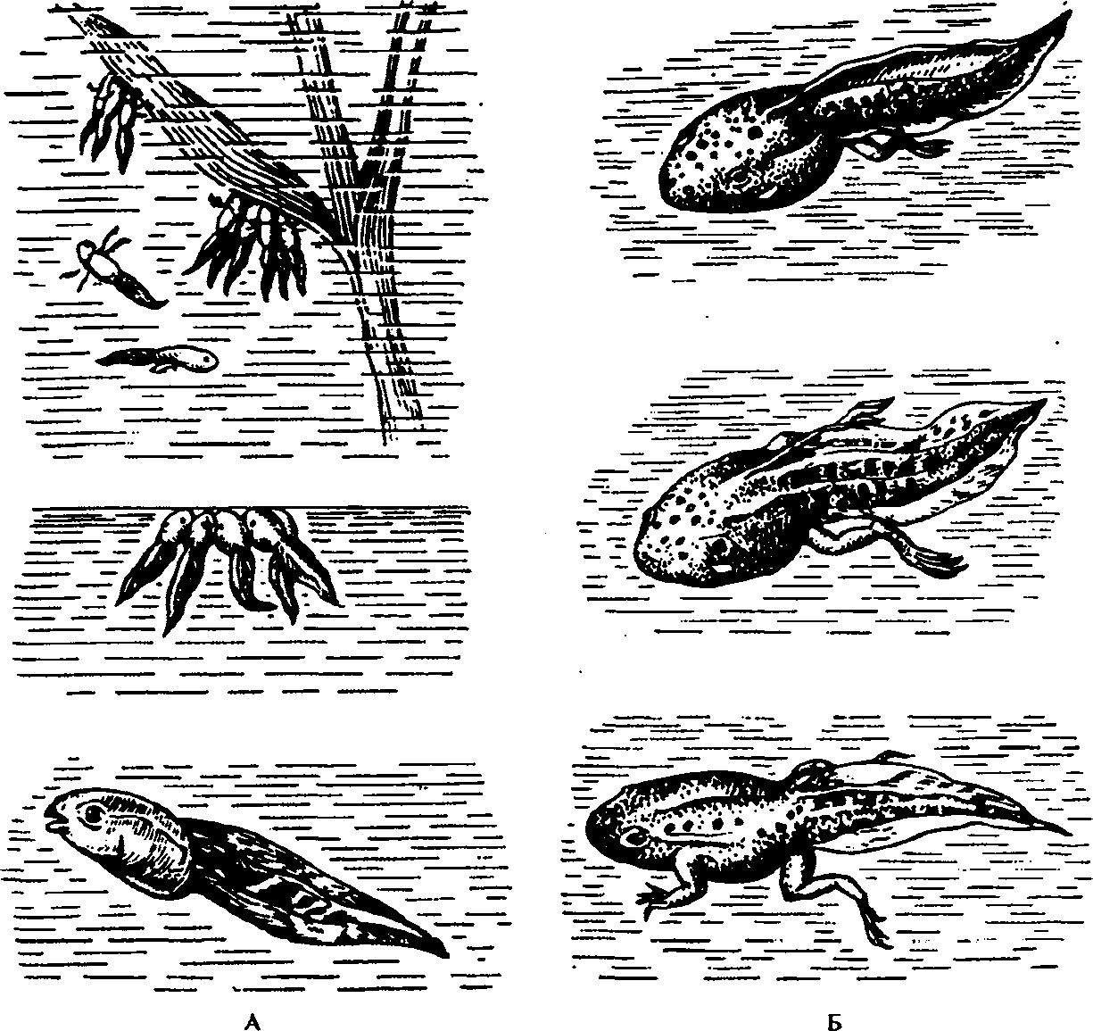 Какое развитие у тритона. Схема постэмбрионального развития обыкновенного комара. Стадии развития головастика. Постэмбриональное развитие лягушки. 12 Стадий развития головастиков.