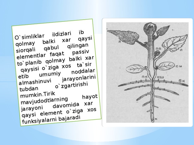O`simliklar ildizlari ib qolmay balki xar qaysi siorqali qabul qilingan elementlar faqat passiv to`planib qolmay balki xar qaysisi o`ziga xos ta`sir etib umumiy noddalar almashinuvi jarayonlarini tubdan o`zgartirishi mumkin.Tirik mavjudodtlarning hayot jarayoni davomida xar qaysi element o`ziga xos funksiyalarni bajaradi 