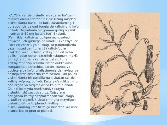  KALTSIY. Kaltsiy o’simliklarga zarur bo’lgan-mineral elementlardan biridir. Uning miqdori o’simliklarda xar xil bo’ladi. Daraxtlarning ] po`stlog`ida va qari barglarda kaltsiy eng ko’p bo’ladi. Organlarda bir gramm quruq og`irlik hisobiga 5-30 mg kaltsiy tug`ri keladi. O’simliklar kaltsiyga bo’lgan munosabati bo’yicha uch guruxga bo’linadi: 1) kaltsiyfillar -