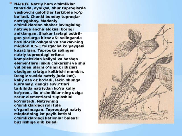 NATRIY. Natriy ham o’simliklar tanasida, ayniқsa, shur tuproq­larda yashovchi galofitlar tarkibida ko’p bo’ladi. Chunki bunday tuproqlar natriygaboy. Madaniy o’simliklardan shakar lavlagining natriyga ancha alokasi borligi aniklangan. Shakar lavlagi ustiril-gan yerlarga biroz aS! solinganda hosildorlik oshgani va shakar-ning miqdori 0,5-1 foizgacha ko’paygani kuzatilgan. Tuproqka solingan natriy tuproqdagi eritma kompleksidan kaliyni va boshqa elementlarni sikib chikarishi va shu yul bilan ularni o’simlik ildizlari oladigan xrlatga keltirishi mumkin. Dengiz suvida na­triy juda kut], kaliy esa oz bo’ladi, lekin shunga k.aramay, dengiz suvu