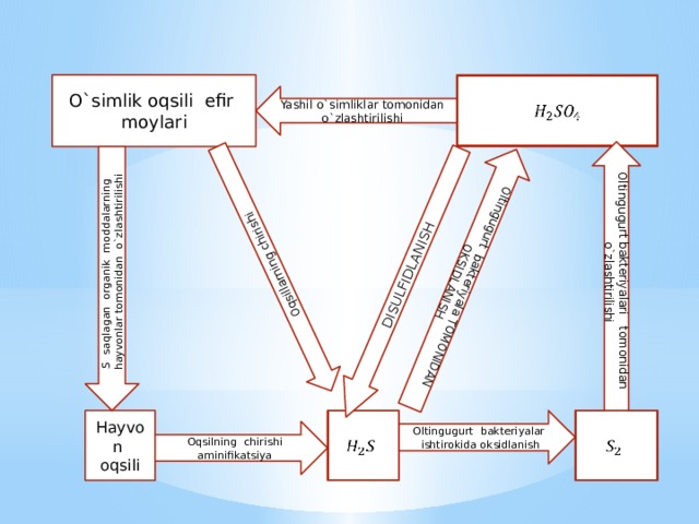 Oltingugurt bakteriyalari tomonidan o`zlashtirilishi S saqlagan organik moddalarning hayvonlar tomonidan o`zlashtirilishi DISULFIDLANISH Oltingugurt bakteriyala TOMONIDAN OKSIDLANISH Oqsillarning chirishi O`simlik oqsili efir moylari   Yashil o`simliklar tomonidan o`zlashtirilishi Hayvon oqsili     Oltingugurt bakteriyalar ishtirokida oksidlanish Oqsilning chirishi aminifikatsiya 