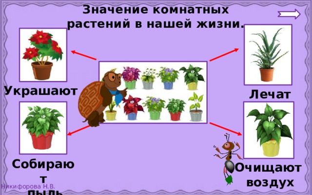 Презентация комнатные растения в подготовительной группе