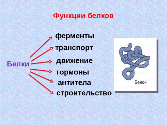 Функции белков ферменты транспорт движение Белки гормоны антитела строительство 