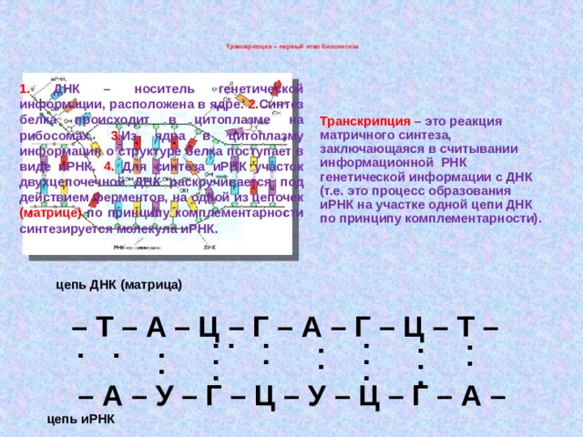  Транскрипция – первый этап биосинтеза   1. ДНК – носитель генетической информации, расположена в ядре. 2. Синтез белка происходит в цитоплазме на рибосомах. 3. Из ядра в цитоплазму информация о структуре белка поступает в виде иРНК. 4. Для синтеза иРНК участок двухцепочечной ДНК раскручивается под действием ферментов, на одной из цепочек (матрице) по принципу комплементарности синтезируется молекула иРНК. Транскрипция – это реакция матричного синтеза, заключающаяся в считывании информационной РНК генетической информации с ДНК (т.е. это процесс образования иРНК на участке одной цепи ДНК по принципу комплементарности). цепь ДНК (матрица) – Т – А – Ц – Г – А – Г – Ц – Т – . . . . . . . . . . . . . . . . . . . . – А – У – Г – Ц – У – Ц – Г – А – цепь иРНК 