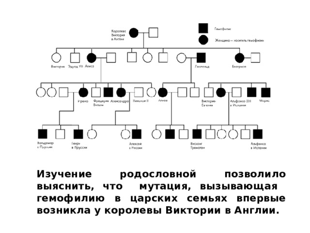 Сколько поколений изображено на схеме