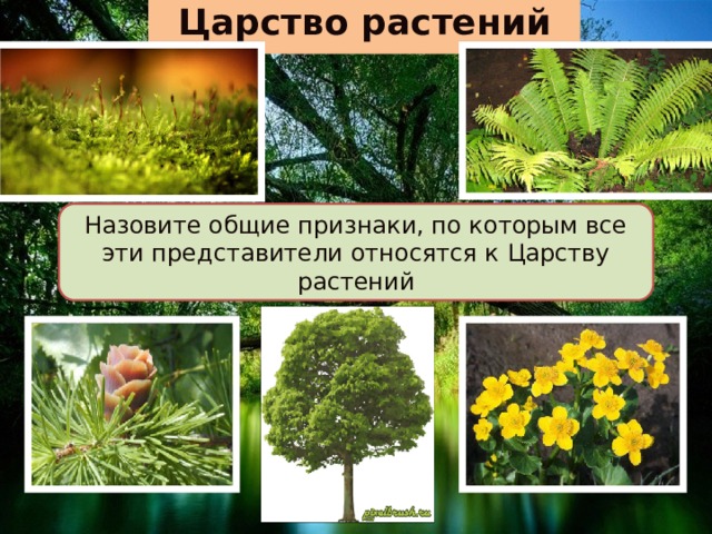 Царство растений Назовите общие признаки, по которым все эти представители относятся к Царству растений 