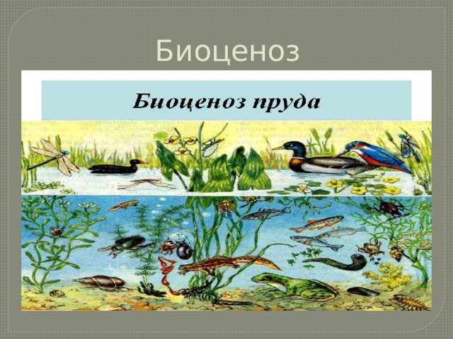 Пространственная структура водоема схема