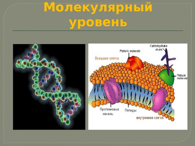 Презентация уровни организации живых организмов 5 класс