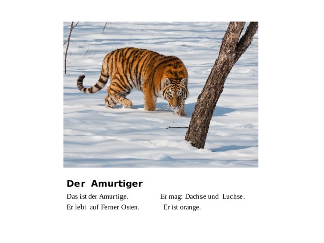 Der Amurtiger Das ist der Amurtige. Er mag: Dachse und Luchse. Er lebt auf Ferner Osten. Er ist orange.  