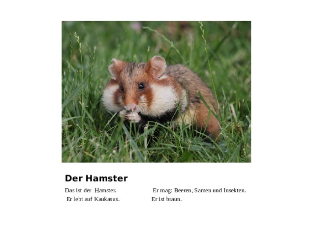 Der Hamster Das ist der Hamster. Er mag: Beeren, Samen und Insekten.  Er lebt auf Kaukasus. Er ist braun. 