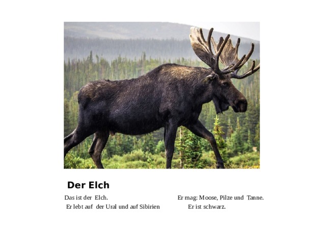 Der Elch Das ist der Elch. Er mag: Moose, Pilze und Tanne.  Er lebt auf der Ural und auf Sibirien Er ist schwarz. 