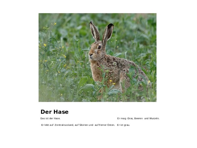 Der Hase Das ist der Hase. Er mag :Gras, Beeren und Wurzeln.  Er lebt auf Zentralrussland, auf Sibirien und auf Ferner Osten. Er ist grau.  