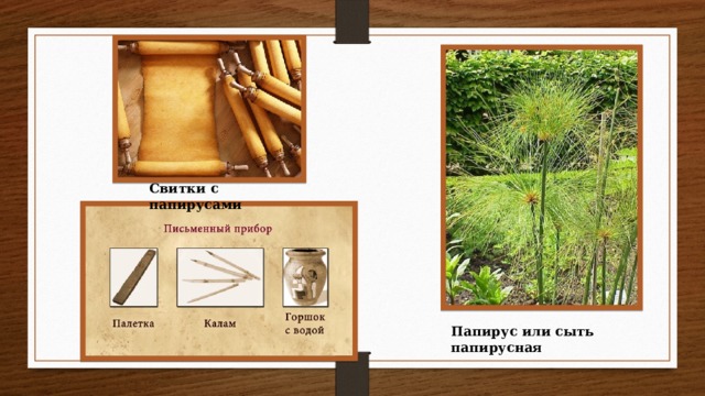 Свитки с папирусами Папирус или сыть папирусная