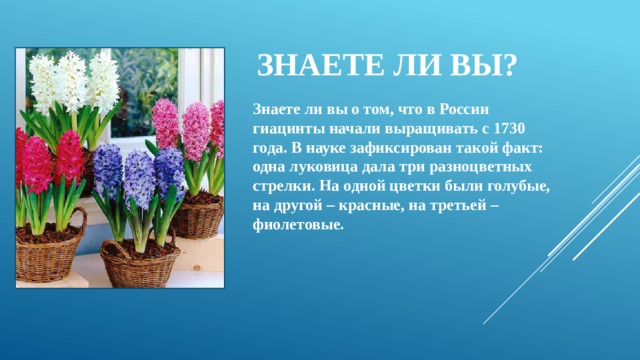 ЗНАЕТЕ ЛИ ВЫ? Знаете ли вы о том, что в России гиацинты начали выращивать с 1730 года. В науке зафиксирован такой факт: одна луковица дала три разноцветных стрелки. На одной цветки были голубые, на другой – красные, на третьей – фиолетовые. 