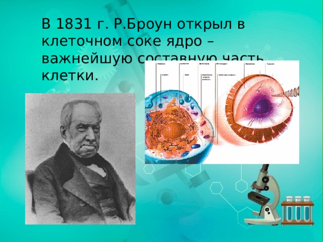 В 1831 г. Р.Броун открыл в клеточном соке ядро – важнейшую составную часть клетки. 
