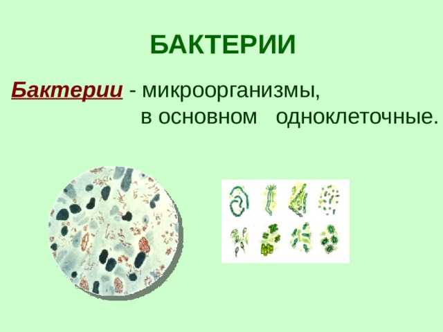 БАКТЕРИИ Бактерии  - микроорганизмы,  в основном одноклеточные.  