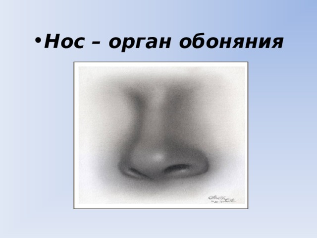 Нос – орган обоняния 