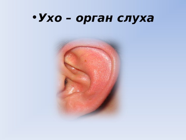 Ухо – орган слуха 