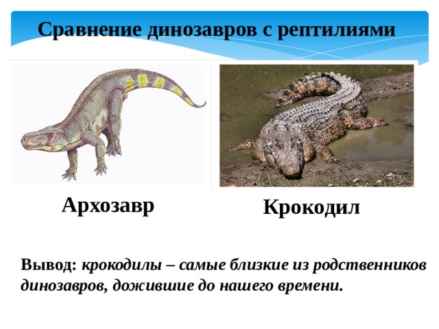 Сравнение динозавров с рептилиями Архозавр Крокодил  Вывод: крокодилы – самые близкие из родственников динозавров, дожившие до нашего времени. 