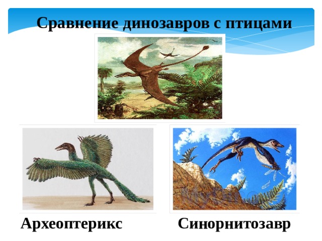 Сравнение динозавров с птицами Синорнитозавр Археоптерикс  
