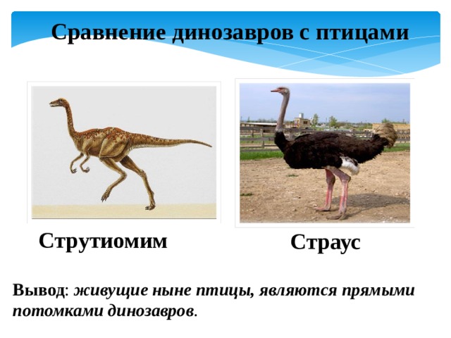 Сравнение динозавров с птицами Струтиомим Страус Вывод : живущие ныне птицы, являются прямыми потомками динозавров . 