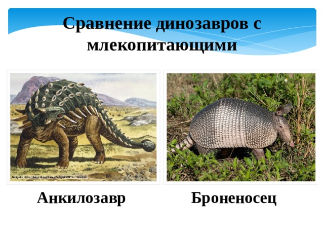 Сравнение динозавров с млекопитающими Анкилозавр Броненосец 