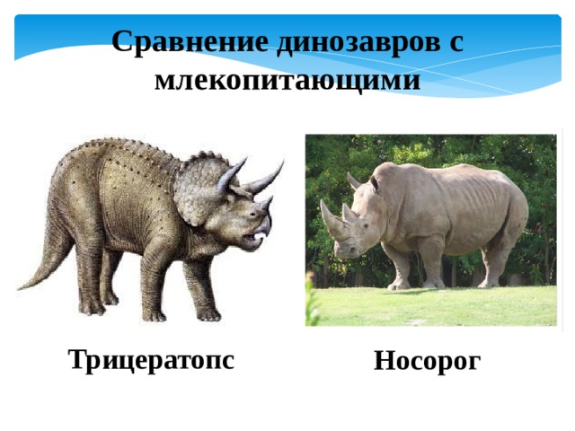 Сравнение динозавров с млекопитающими Трицератопс Носорог 
