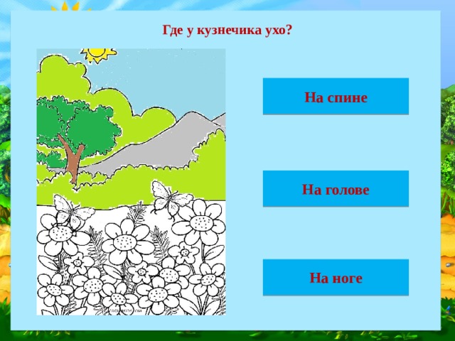Где у кузнечика ухо? На спине На голове На ноге 