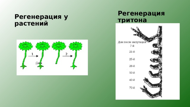 Регенерация у человека презентация