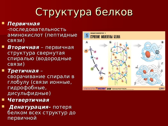 Структура белков Первичная -последовательность аминокислот (пептидные связи) Вторичная – первичная структура свернутая спиралью (водородные связи) Третичная –сворачивание спирали в глобулу (связи ионные, гидрофобные, дисульфидные) Четвертичная  Денатурация- потеря белком всех структур до первичной 