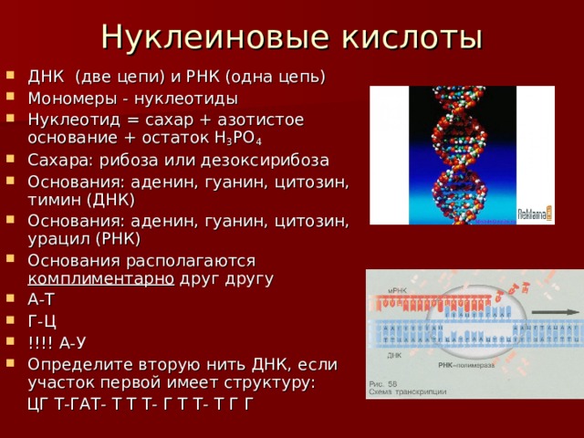 Нуклеиновые кислоты   ДНК (две цепи) и РНК (одна цепь) Мономеры - нуклеотиды Нуклеотид  =  сахар  +  азотистое основание  +  остаток Н 3 PO 4 Сахара: рибоза или дезоксирибоза Основания: аденин, гуанин, цитозин, тимин (ДНК) Основания: аденин, гуанин, цитозин, урацил (РНК) Основания располагаются комплиментарно друг другу А-Т Г-Ц !!!! А-У Определите вторую нить ДНК, если участок первой имеет структуру:  ЦГ Т-ГАТ- Т Т Т- Г Т Т- Т Г Г 