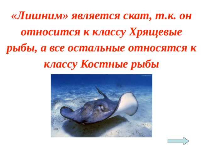 «Лишним» является скат, т.к. он относится к классу Хрящевые рыбы, а все остальные относятся к классу Костные рыбы 