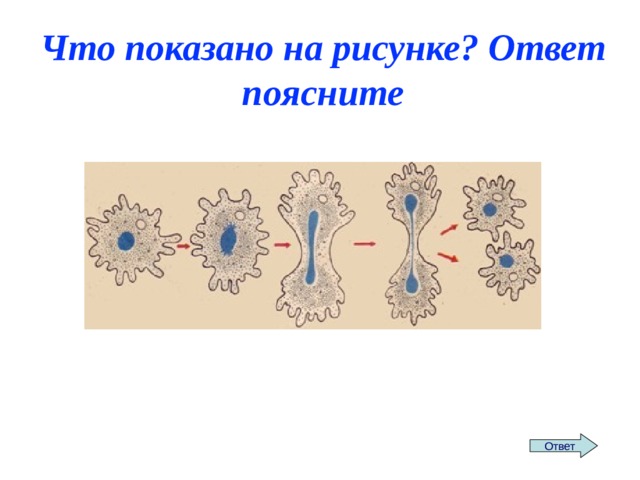 Что показано на рисунке? Ответ поясните Ответ 