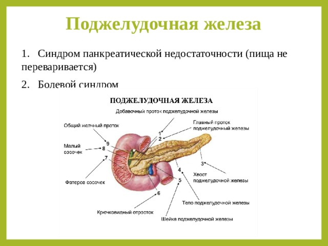 Печень смешанная железа. Панкреатиновая железа. Поджелудочная железа процессы. Железы поджелудочной железы.