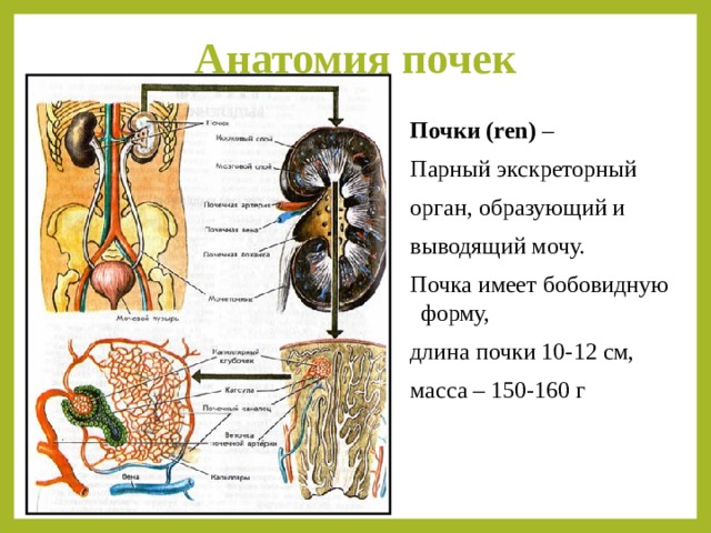 Экскреторное дерево почки. Бобовидная форма почки. Пути выведения мочи анатомия. Анатомия почек человека и мочевыводящих путей. Начальными отделами мочевыводящих путей являются.