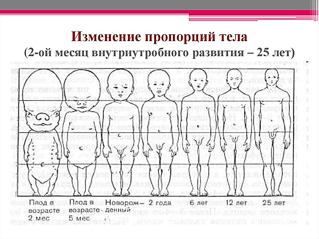 Тело человека растет растет. Анатомия пропорции тела ребенка. Таблица пропорций тела ребенка. Пропорции тела младенца в 1 год. Пропорции тела ребенка до года по месяцам.