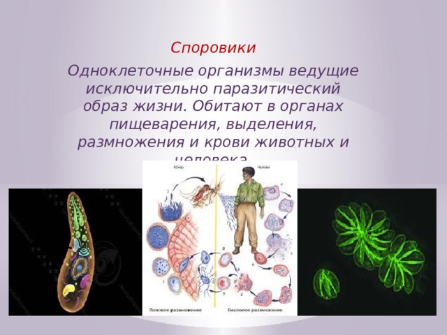 Споровики Одноклеточные организмы ведущие исключительно паразитический образ жизни. Обитают в органах пищеварения, выделения, размножения и крови животных и человека. 